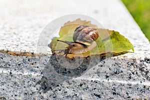 Crawling snail meeting with ant on green leaf on warm stone