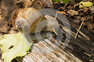 Crawling snail sunny summer day