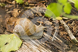 Crawling snail sunny summer day