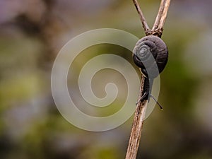 Crawling snail way down