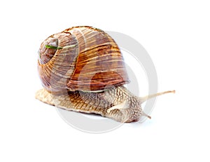 Crawling snail on white background