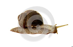 Crawling snail on a white background. Stretched out at full length.