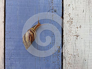 Crawling snail on a wooden house& x27;s door