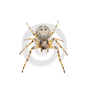 Crawling Spider Arachnid Insect Isolated on White