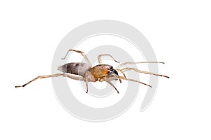 Crawling Spider Arachnid Insect Isolated on White photo
