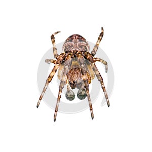 Crawling Spider Arachnid Insect Isolated on White photo