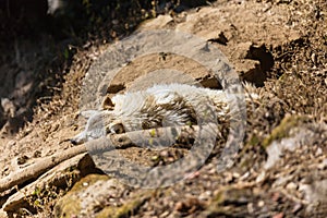 Crawling Tibetan wolf on the ground in the cage in Padmaja Naidu Himalayan Zoological Park at Darjeeling, India