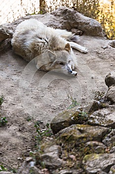 Crawling Tibetan wolf on the ground in the cage in Padmaja Naidu Himalayan Zoological Park at Darjeeling, India