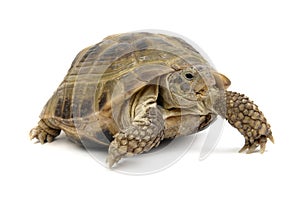 Crawling tortoise on a white background