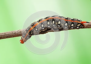 Crawling on tree brunch caterpillar