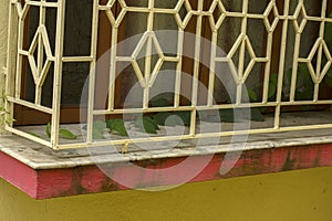 A crawling tree growing on a window of an abundant house