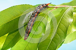 Crawling on tree leaves caterpillar