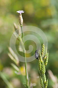 Crawly beetle photo