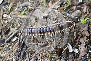 Crawly Yellow Spotted Cyanide Millipede photo