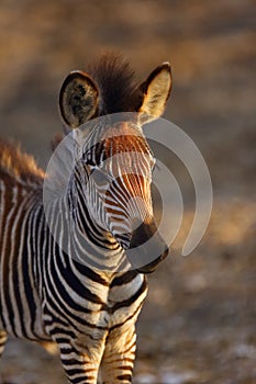 Crawshay`s zebra Equus quagga crawshay, subspecies The plains zebra Equus quagga or Equus burchellii, portrait of a young