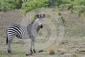 Crawshay\'s Zebra in South Luangwa National Park, Zambia