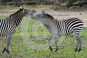 Crawshay\'s Zebra in South Luangwa National Park, Zambia