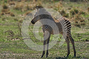 Crawshay\'s Zebra in South Luangwa National Park, Zambia