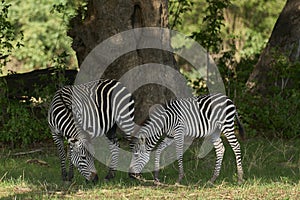 Crawshay\'s zebra in South Luangwa National Park, Zambia