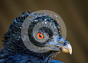 Crax alector bird aka Mutum-Poranga, exotic brazilian bird - Photo Close-up of the head of a bird Crax alector aka Mutum-poranga