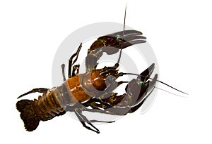 Crayfish