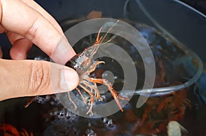 Crayfish