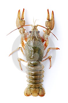 Crayfish photo