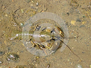Crayfish
