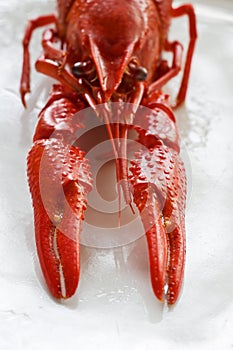 Crayfish