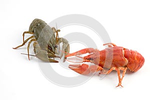Crayfish