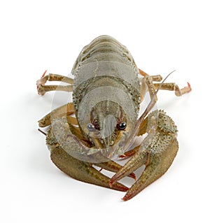 Crayfish
