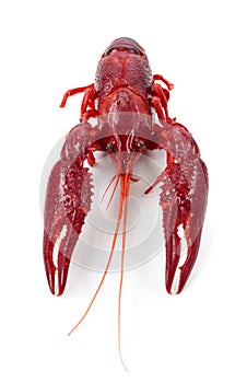 Crayfish
