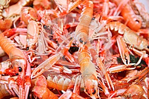 Crayfish photo