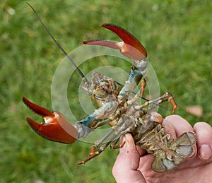 Crayfish