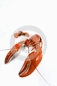 Crayfish against white background