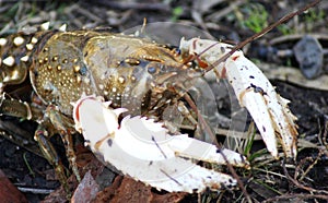 Crayfish photo