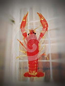 Crayfish photo