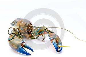Crayfish