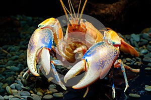 Crayfish in the aquarium
