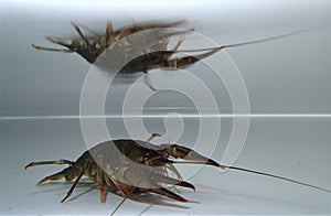 Crayfish (Astacus fluviatilis) staying in the water