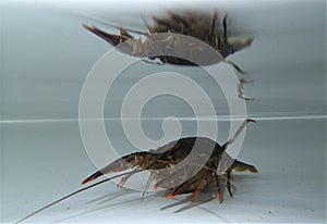 Crayfish (Astacus fluviatilis) staying in the water