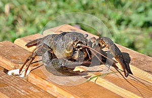 Crayfish Astacus. Large and lively cancer.