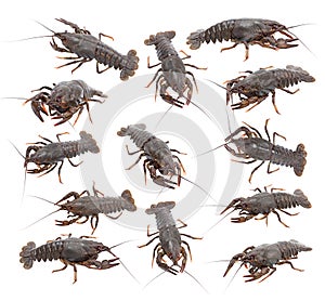 Crayfish (Astacus leptodactylus)