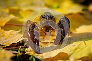 Crayfish in autumn. Portrait of signal crayfish, Pacifastacus leniusculus, in colorful leaves showing claws.
