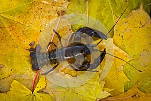 Crayfish in autumn. Signal crayfish, Pacifastacus leniusculus, in colorful maple leaves showing claws. North American crayfish
