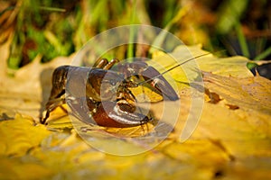 Crayfish in autumn. Signal crayfish, Pacifastacus leniusculus, in colorful maple leaves showing claws. North American crayfish.