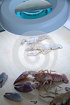 Crayfish biology education objects