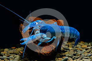 Crayfish blue in the aquarium