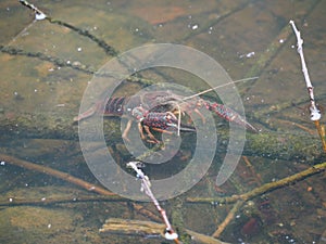 Crayfish on brown and red timbers in the lake of ivars and vila sana, lerida, spain, europe