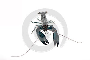 Crayfish Cherax in aquarium